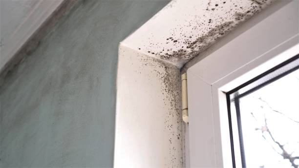 Best Attic Mold Removal  in Brentwood, NY