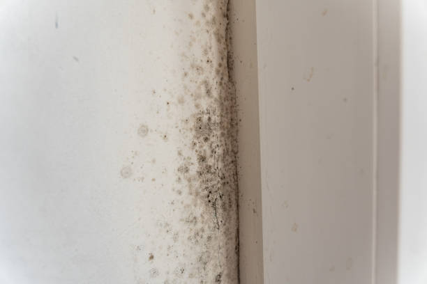 Best Mold Remediation for Healthcare Facilities  in Brentwood, NY